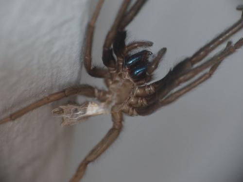 Segestria florentina